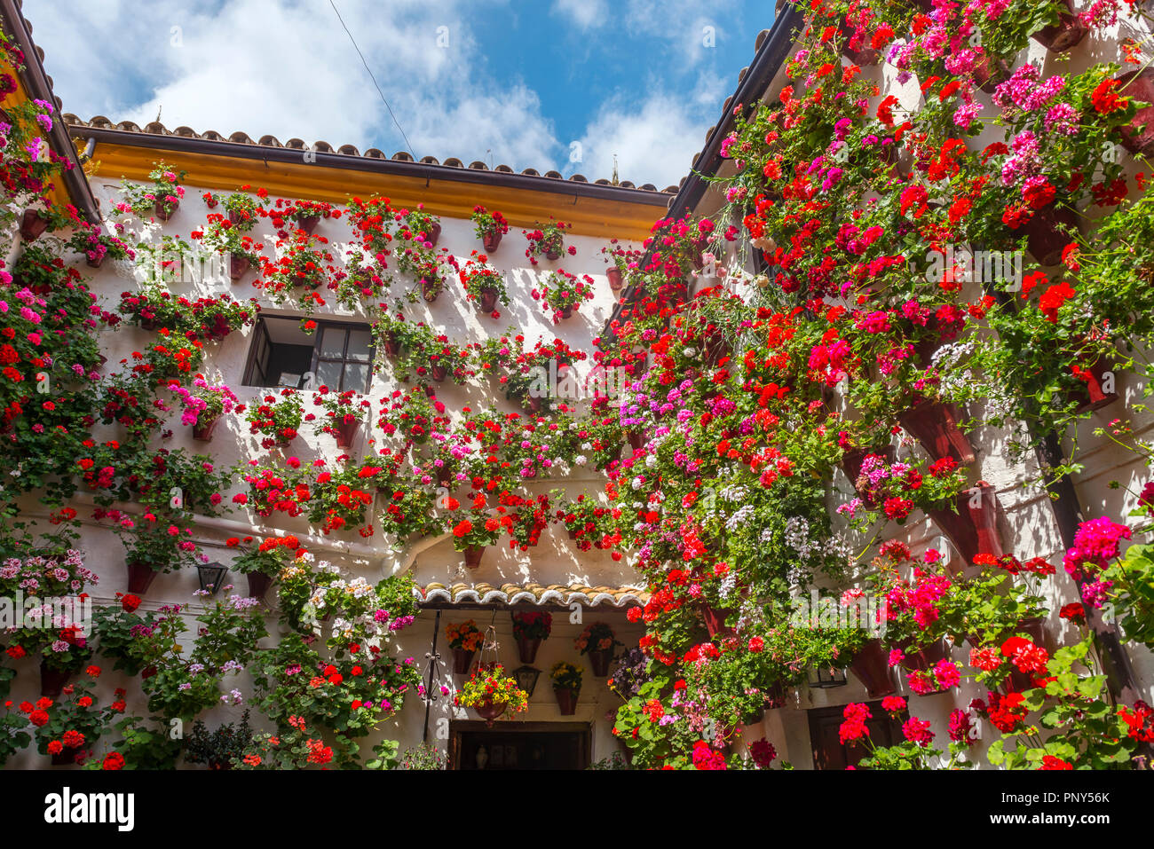 Molti rossi gerani in vasi di fiori nel cortile su di un muro di casa, Fiesta de Los Patios, Córdoba, Andalusia, Spagna Foto Stock