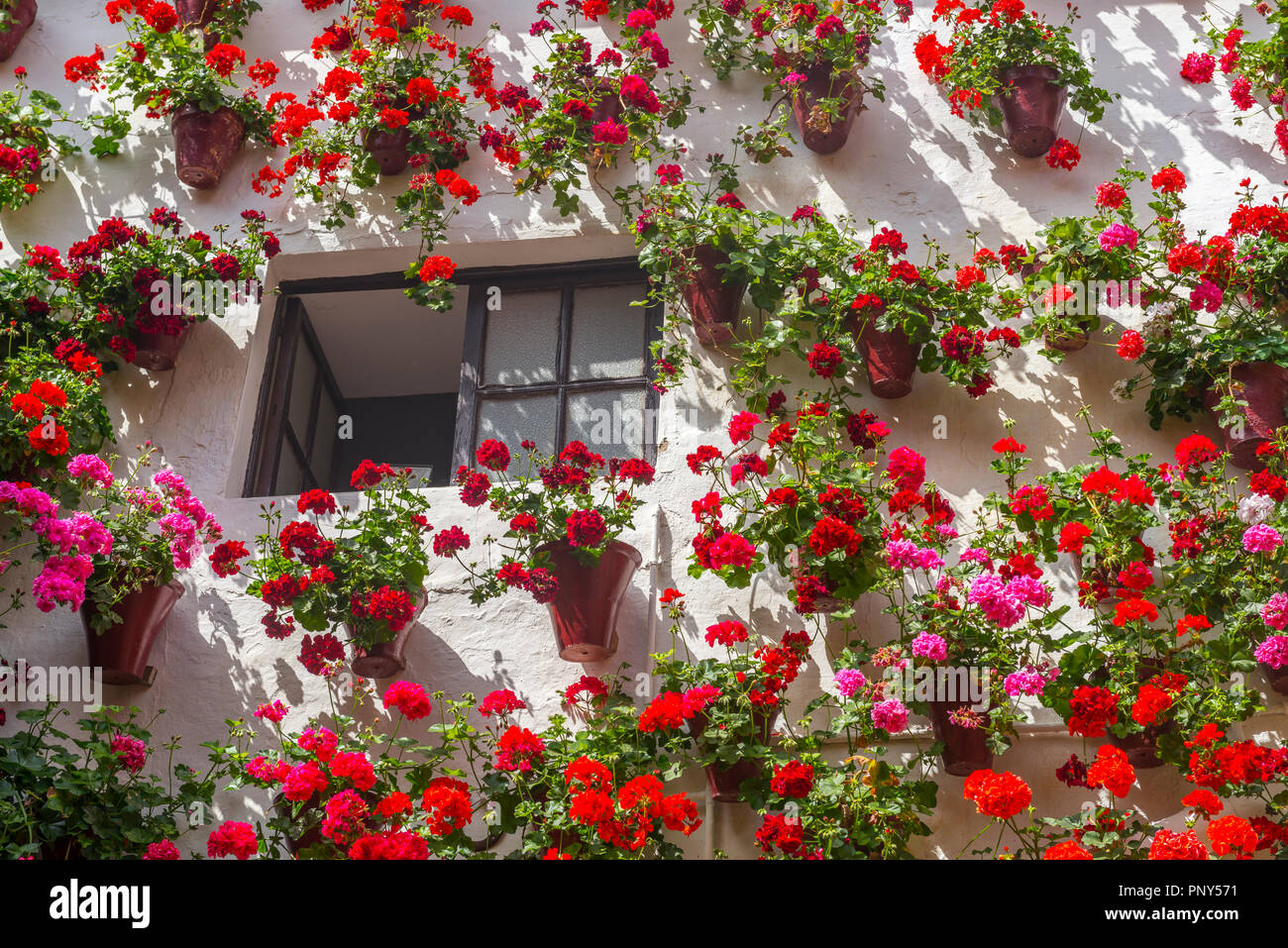 Molti rossi gerani in vasi di fiori su un muro di casa, Fiesta de Los Patios, Córdoba, Andalusia, Spagna Foto Stock