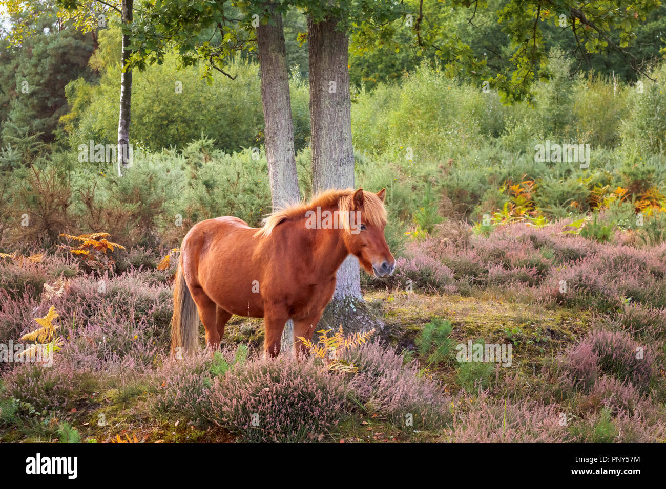 Un marrone castagna cavallo islandese sfiora nel bosco e viola heather in corrispondenza della Smart Heath comune, Mayford, Woking, Surrey, Regno Unito in autunno Foto Stock
