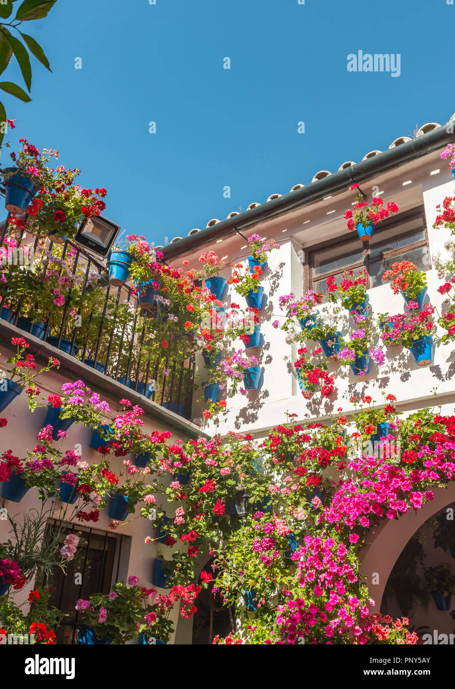 Molti rossi gerani in vasi da fiori blu nel cortile su di un muro di casa, Fiesta de Los Patios, Córdoba, Andalusia, Spagna Foto Stock