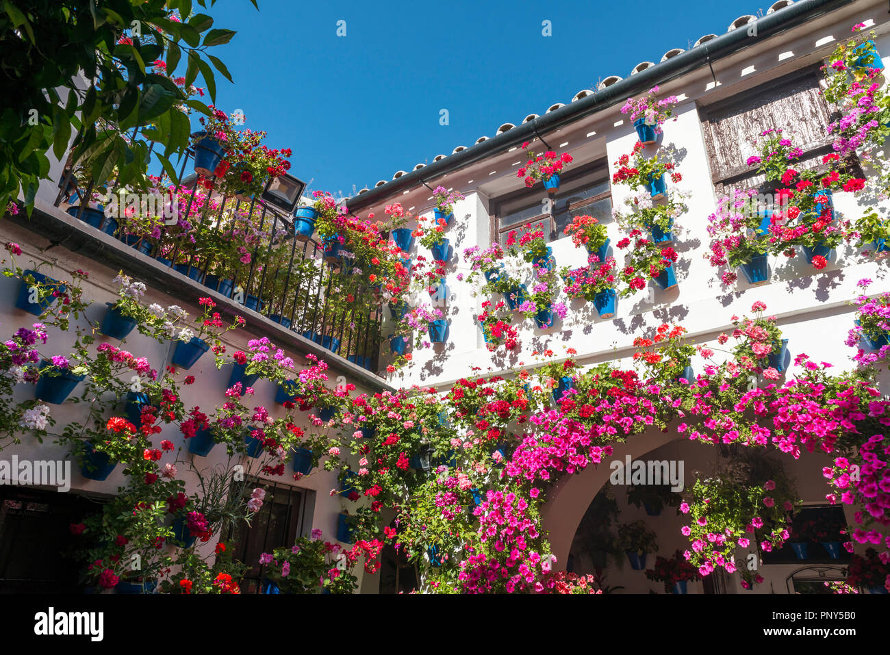 Molti rossi gerani in vasi da fiori blu nel cortile su di un muro di casa, Fiesta de Los Patios, Córdoba, Andalusia, Spagna Foto Stock