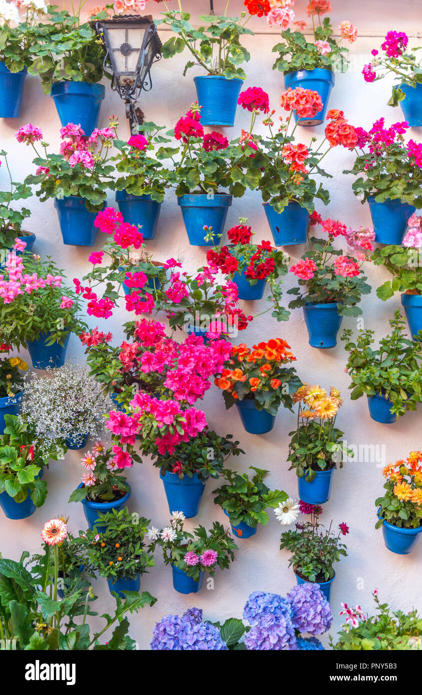 Molti fiori in vasi da fiori blu su un muro di casa, Fiesta de Los Patios, Córdoba, Andalusia, Spagna Foto Stock