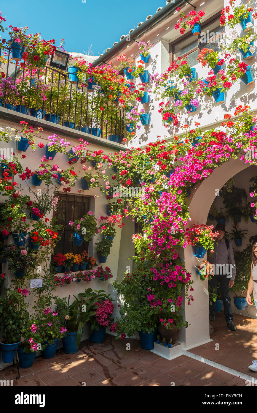 Molti rossi gerani in vasi da fiori blu nel cortile su di un muro di casa, Fiesta de Los Patios, Córdoba, Andalusia, Spagna Foto Stock