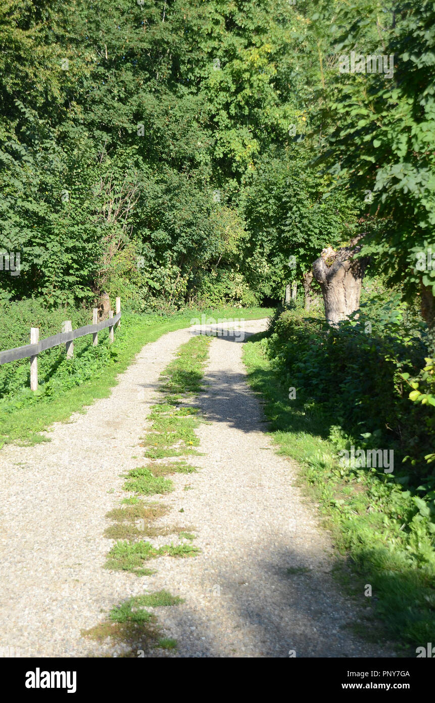 Piccola strada sterrata attraversa fitta macchia Foto Stock