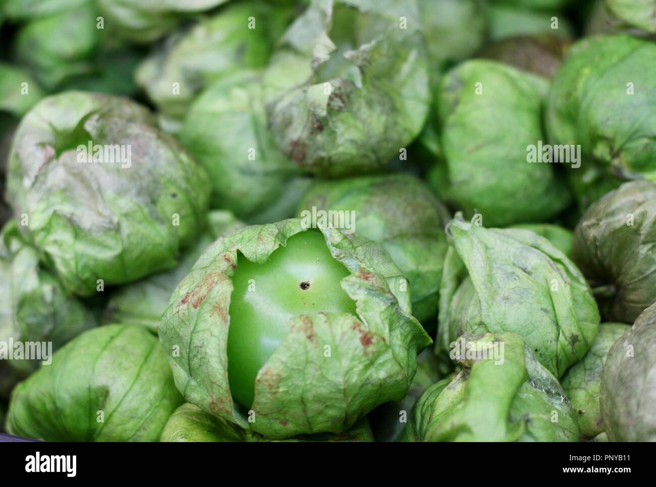 Tomatillos freschi in un mercato messicano utilizzato per realizzare una politica comune di salsa verde Foto Stock