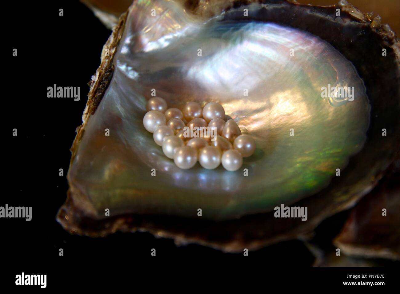 Perle in una perla shell da caraibici attivo solo pearl farm su Cozumel in Messico Foto Stock