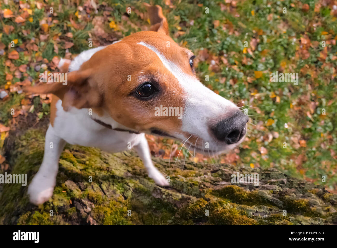 Addestrato animali domestici sfondo. Bellissimo il pet. Migliore amico. Foto Stock