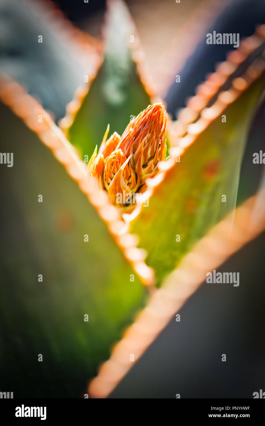 Bloom di Aloe Foto Stock