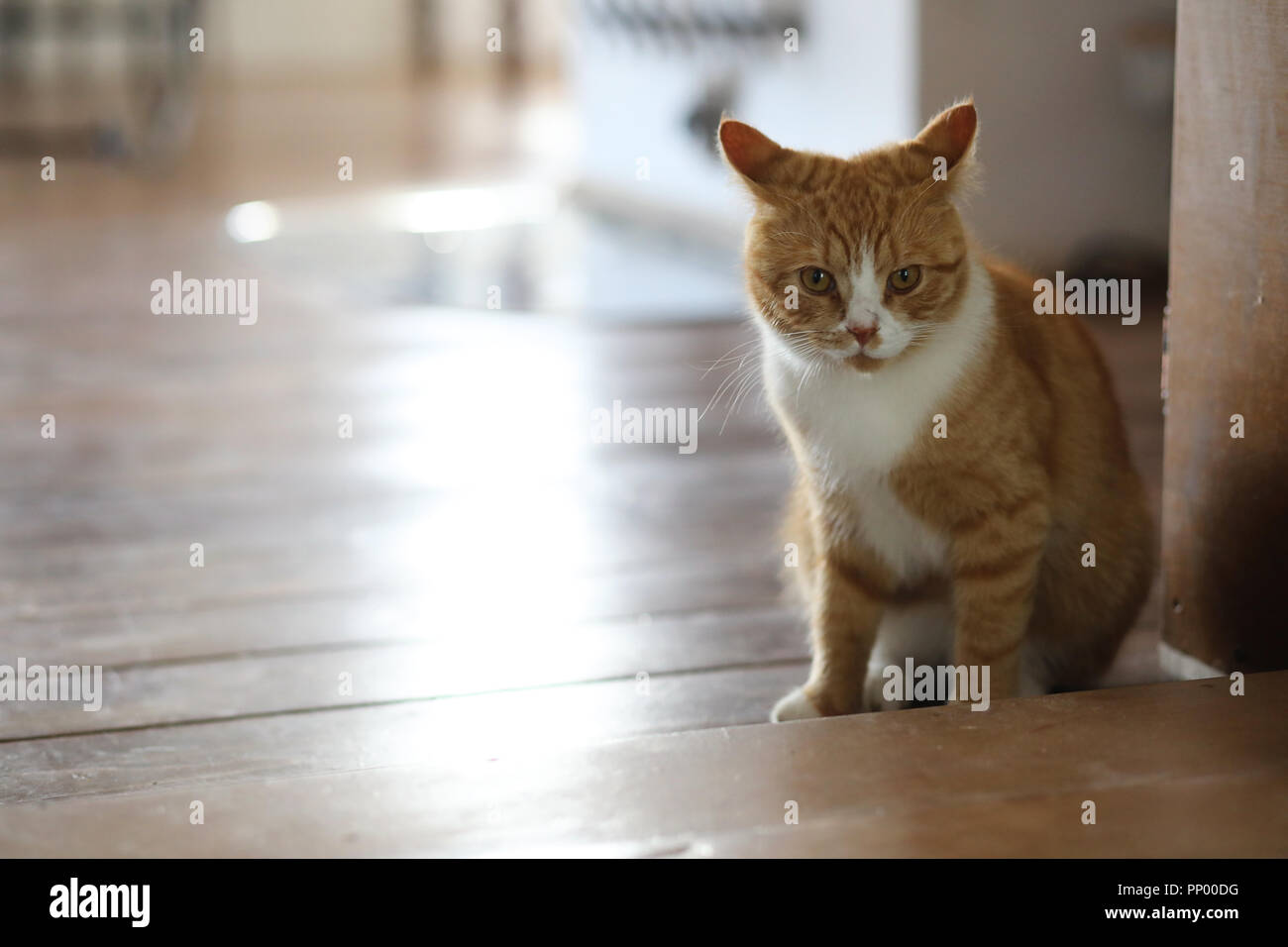 Gatto rosso in una stanza Foto Stock