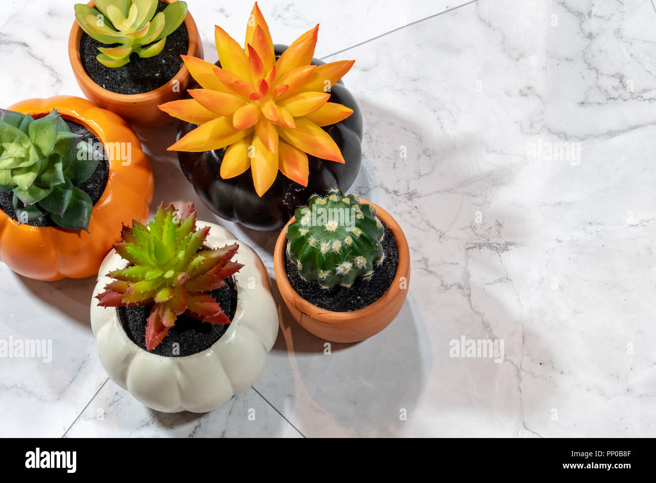 Bellissimi vasi di piante succulente isolato su marmo bianco sullo sfondo Foto Stock