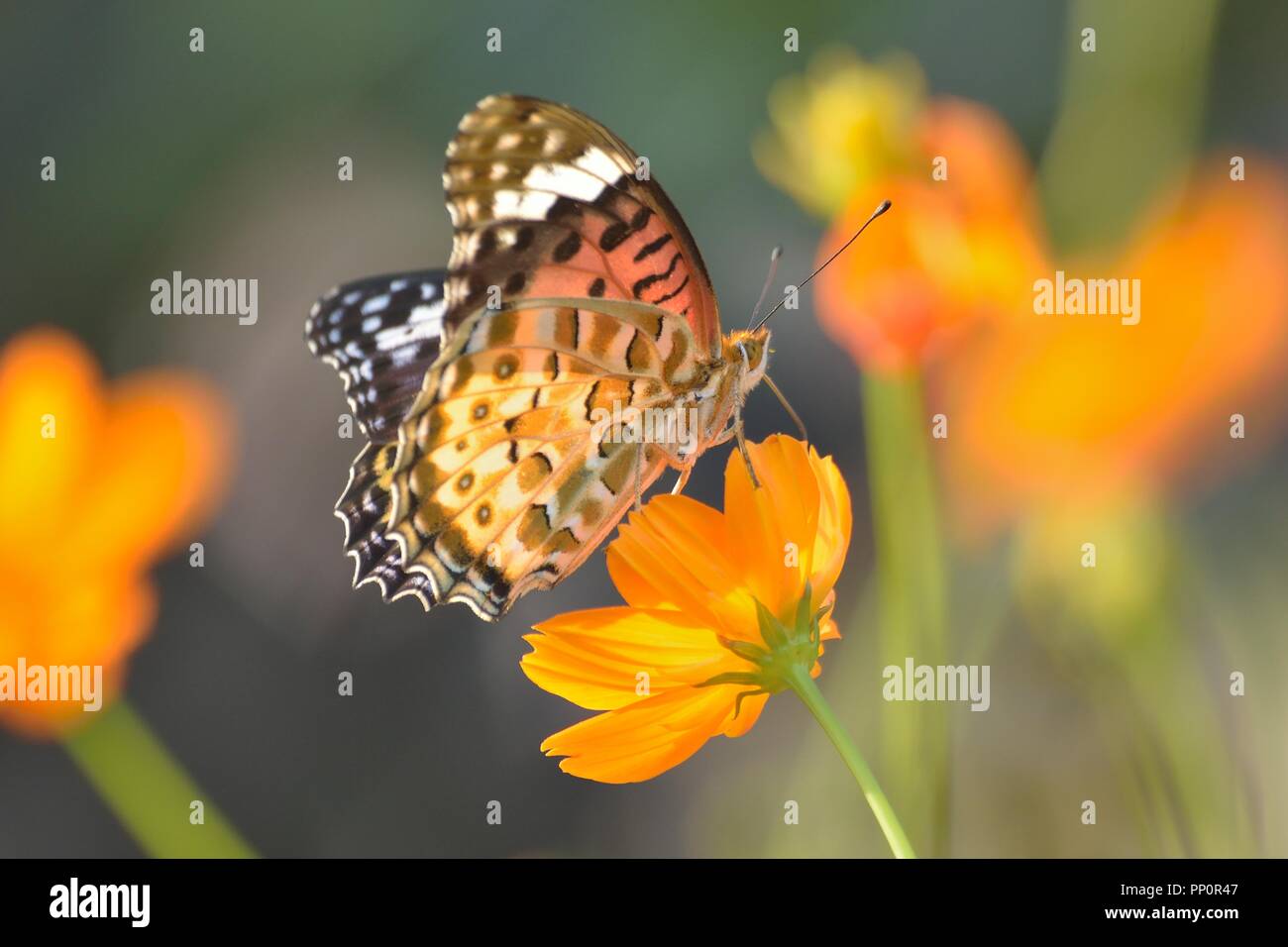I dettagli di macro di farfalla sul cosmo estate fiore Foto Stock