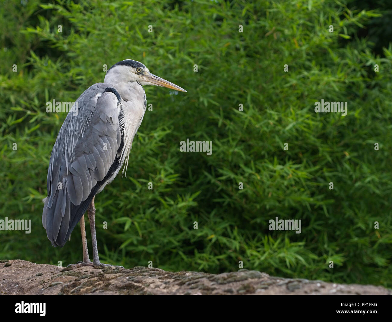 Close-up di airone cenerino (Ardea erodiade) Foto Stock
