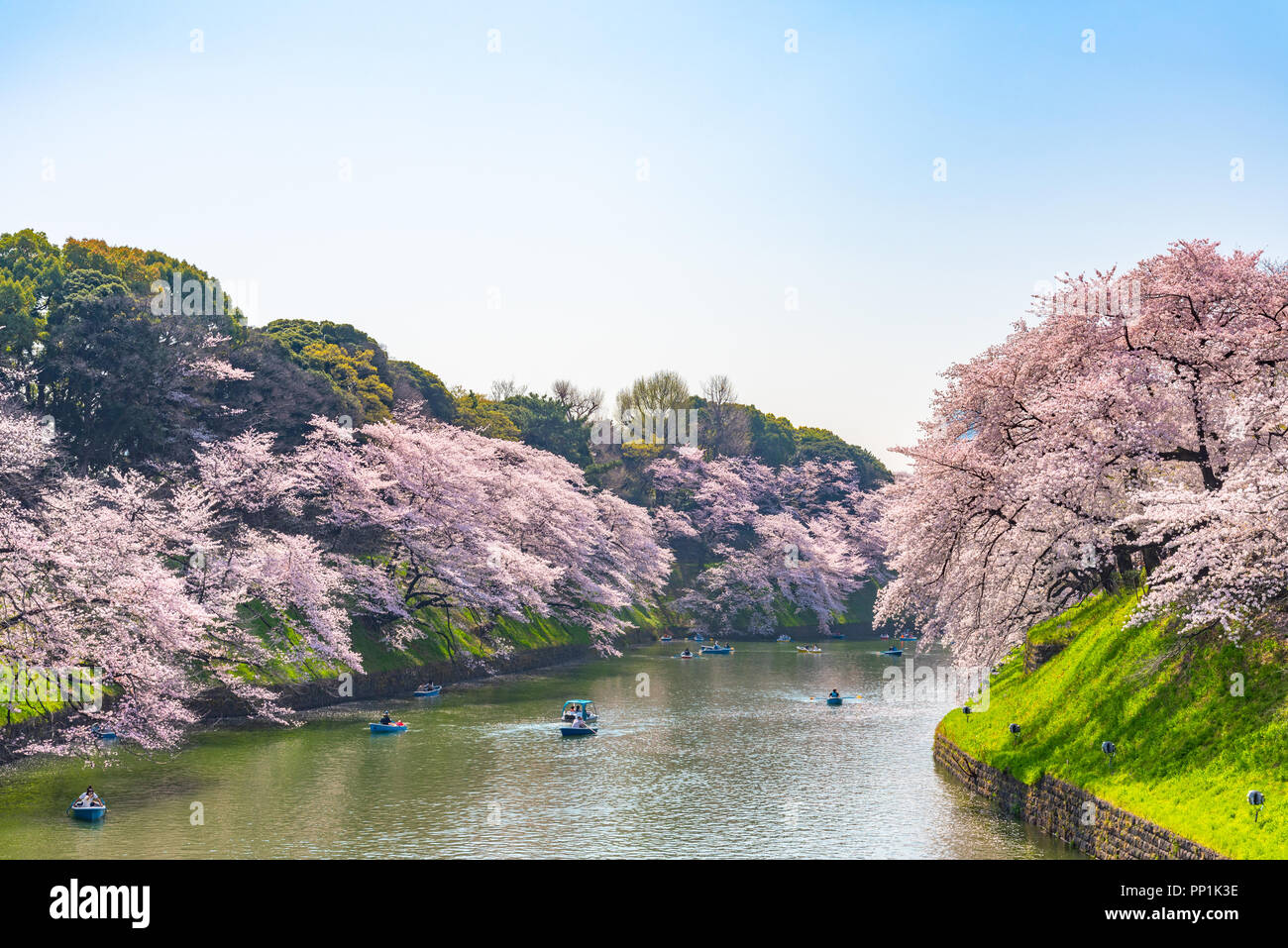 Fiori Ciliegio intorno al Parco Chidorigafuchi, Tokyo, Giappone. La parte più settentrionale del castello di Edo è ora un parco Chidorigafuchi nome Park. Foto Stock