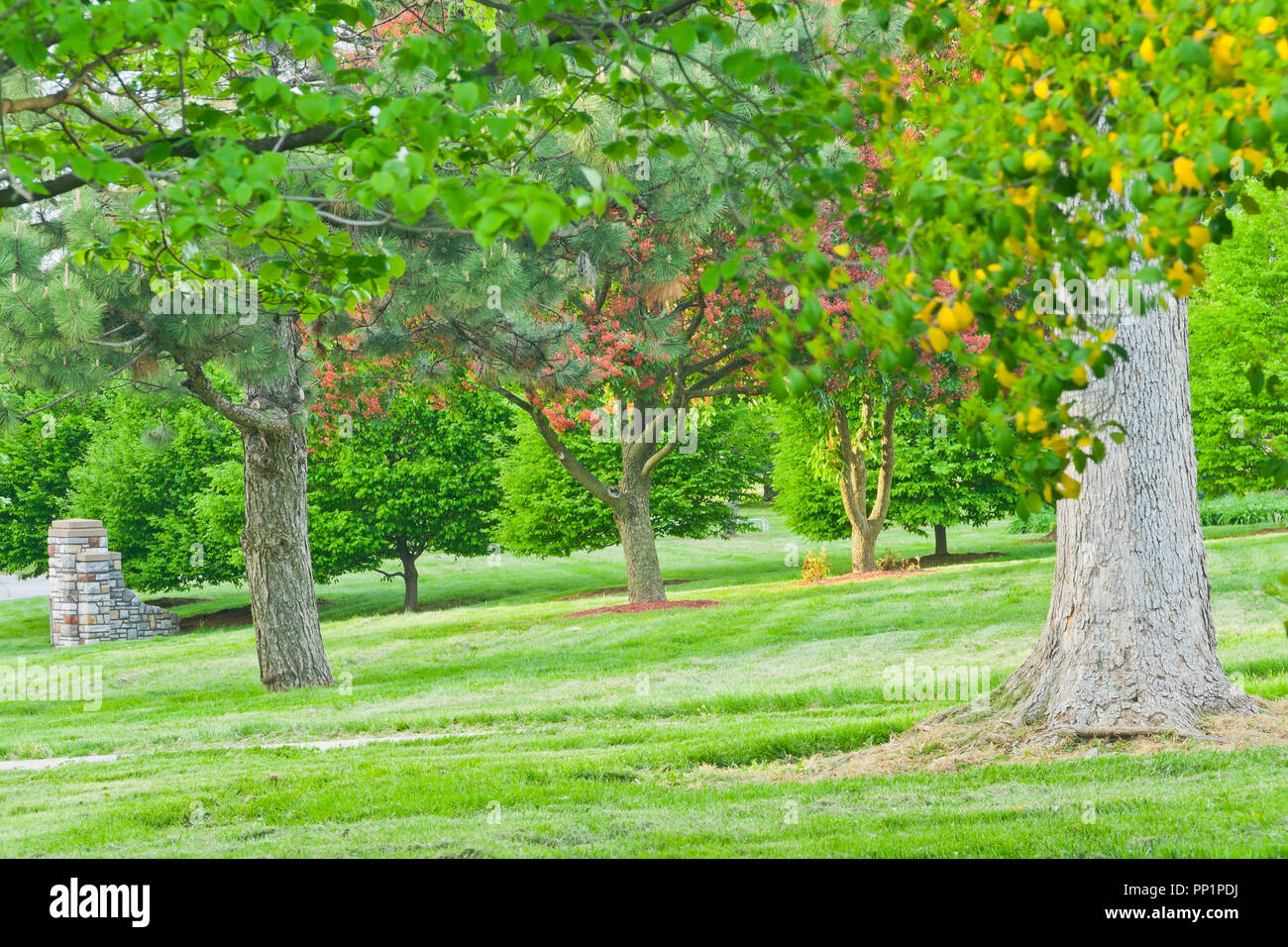 Fogliame con i fiori rossi di buckeye e una porta di pietra in background a San Louis Forest Park su una molla sera di maggio. Foto Stock