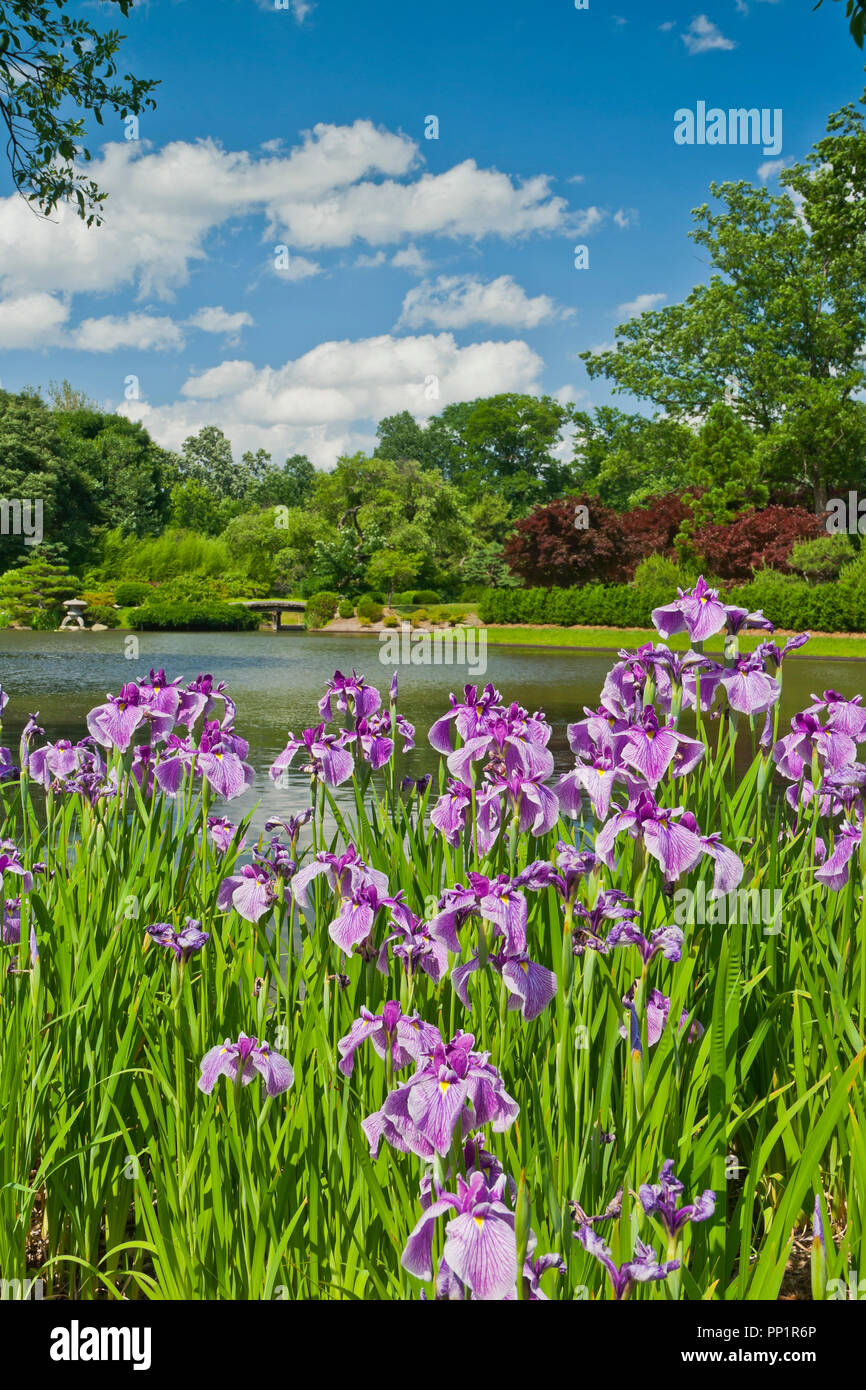 ST. LOUIS - 12 giugno: Bright puffy nuvole nel cielo blu su iridi rosa accanto al lago nel giardino giapponese in corrispondenza del giardino botanico del Missouri a metà Foto Stock