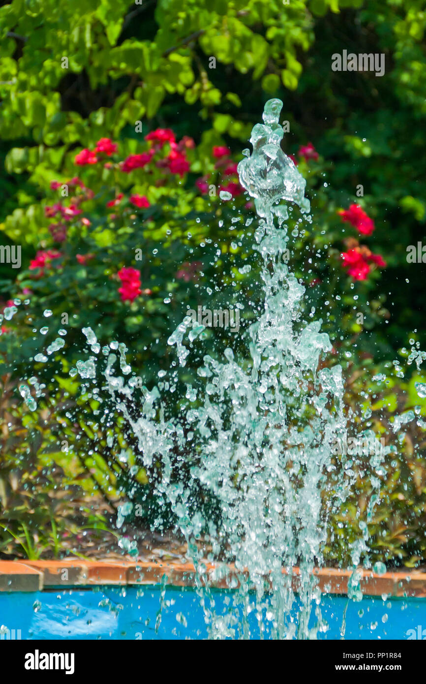 Giardino con bussola rosa in fiore e spruzzare da una fontana nella piazza vittoriana nel centro cittadino di Ferguson, Missouri, in un giorno di estate. Foto Stock