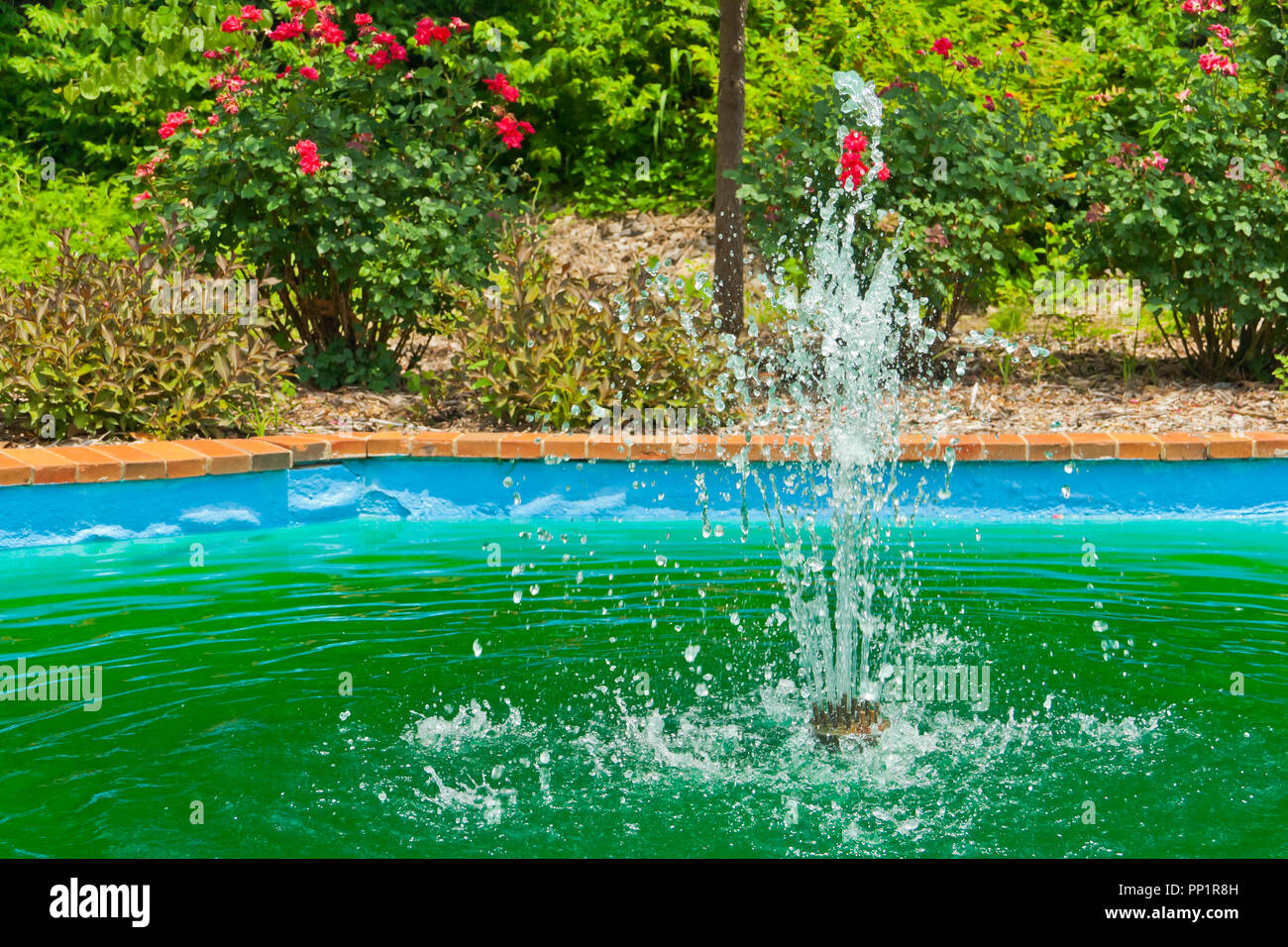 Giardino con bussola rosa in fiore e spruzzare da una fontana nella piazza vittoriana nel centro cittadino di Ferguson, Missouri, in un giorno di estate. Foto Stock