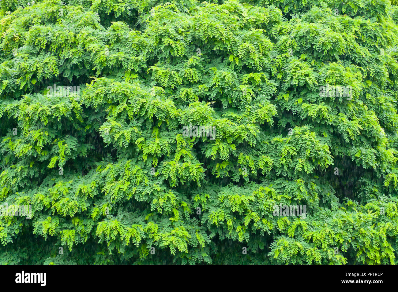 Il verde lussureggiante fogliame di un cinese dado alettato di albero in San Louis Forest Park in una piovosa giornata d'estate. Foto Stock