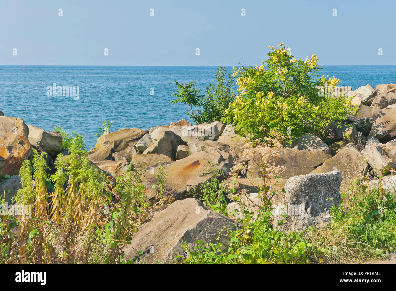 Golden-albero di pioggia tra le rocce lungo la riva del lago Erie a Cleveland Lakefront Prenotazione. Foto Stock