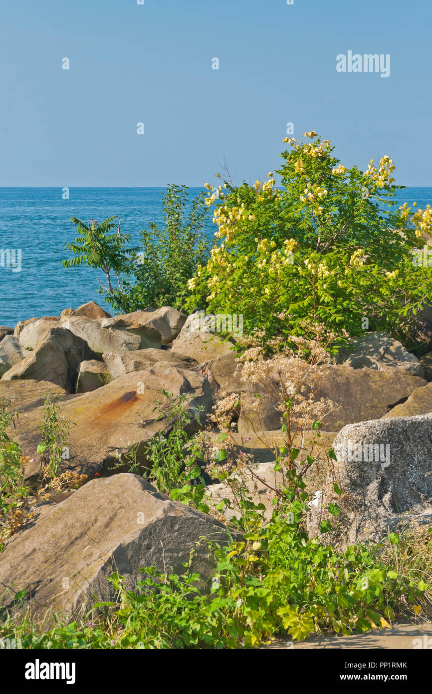 Golden-albero di pioggia tra le rocce lungo la riva del lago Erie a Cleveland Lakefront Prenotazione. Foto Stock
