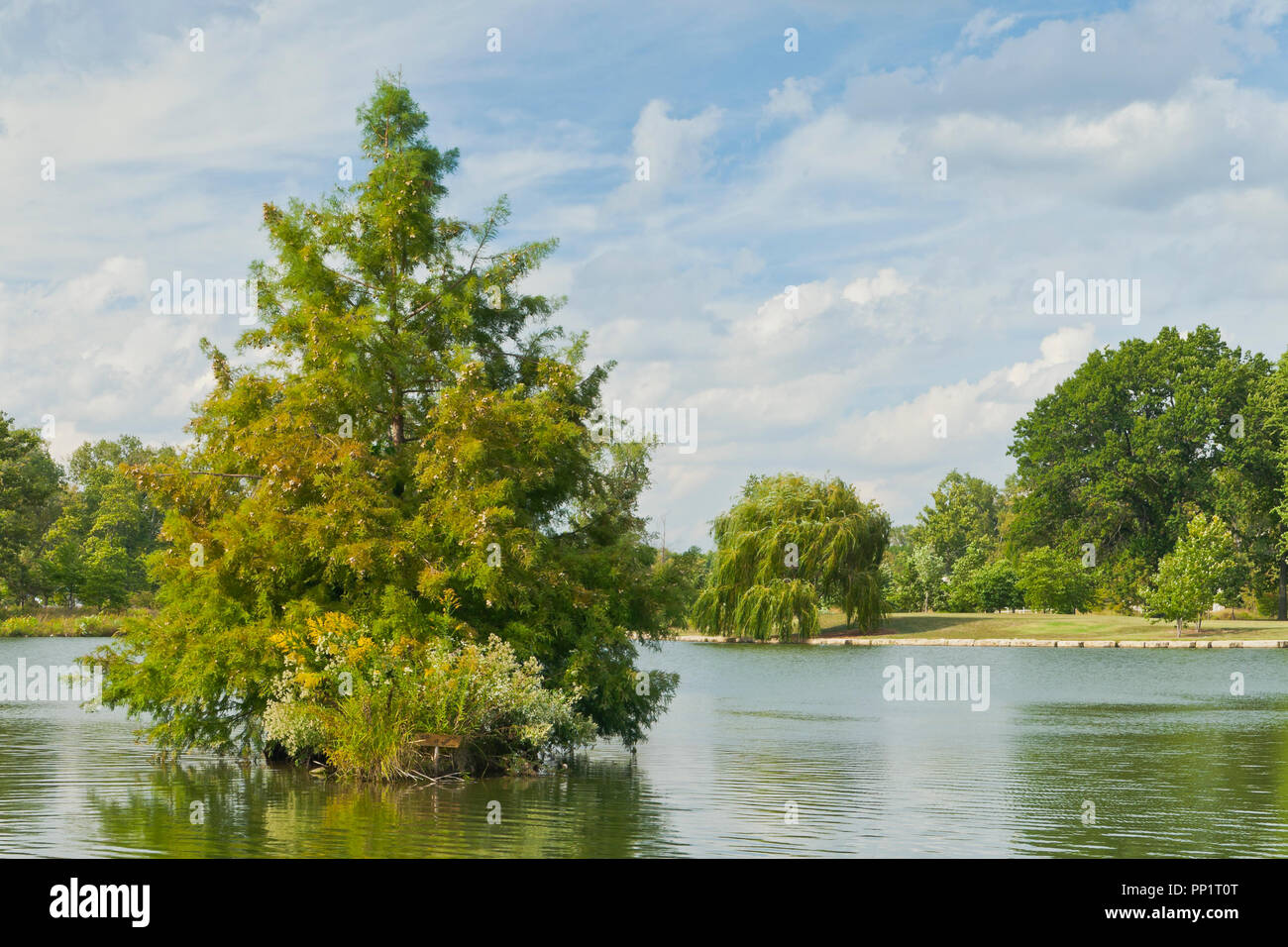 Il cielo blu con nuvole sopra un cipresso calvo albero su di un isolotto nel lago Post-Dispatch con un salice piangente nella distanza a San Louis Forest Park. Foto Stock