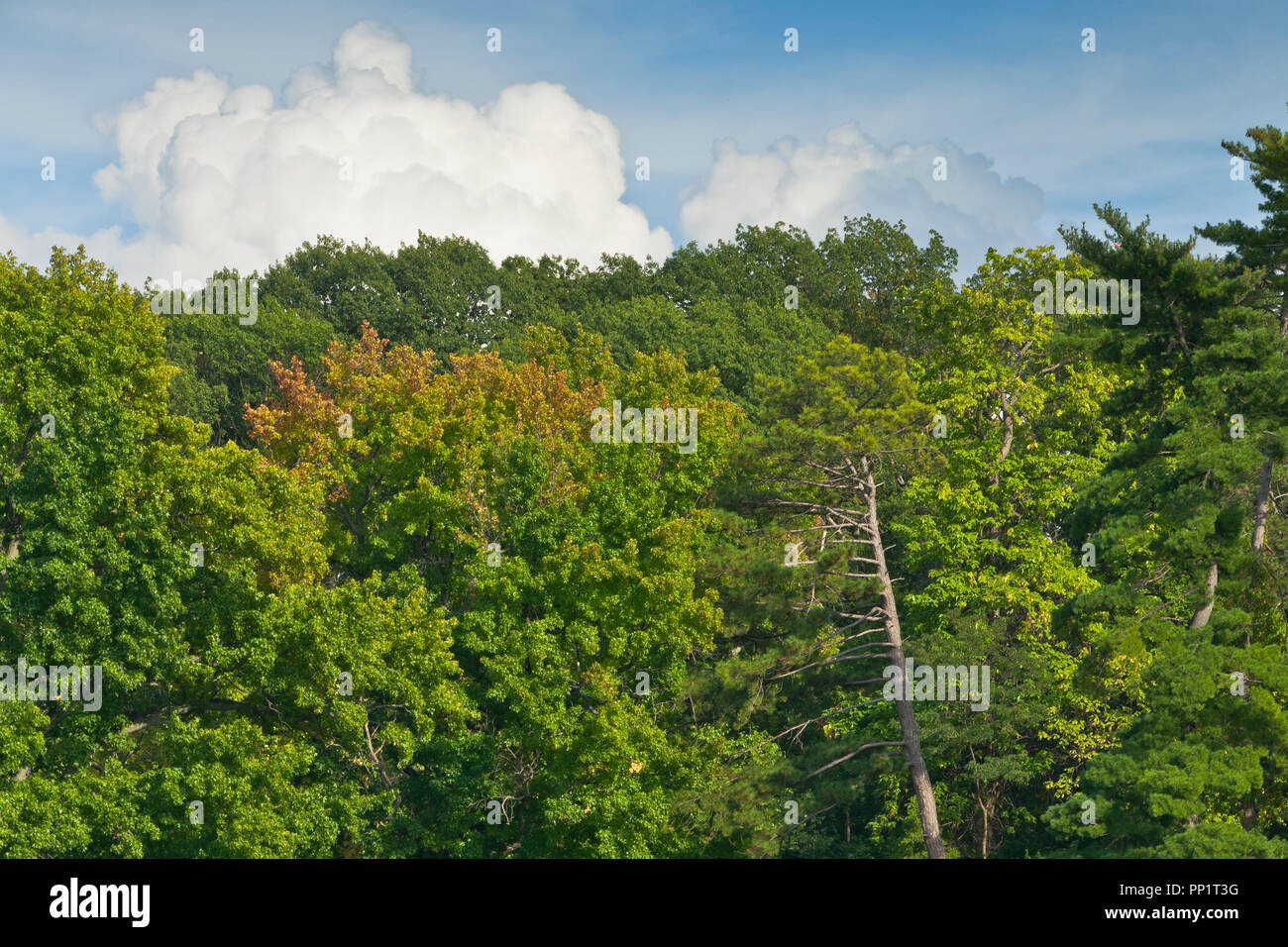 Puffy nuvole sporgono al di sopra di una linea di alberi con un accenno di rosso fogliame di autunno tra il verde a San Louis Forest Park su un pomeriggio in early Octobe Foto Stock