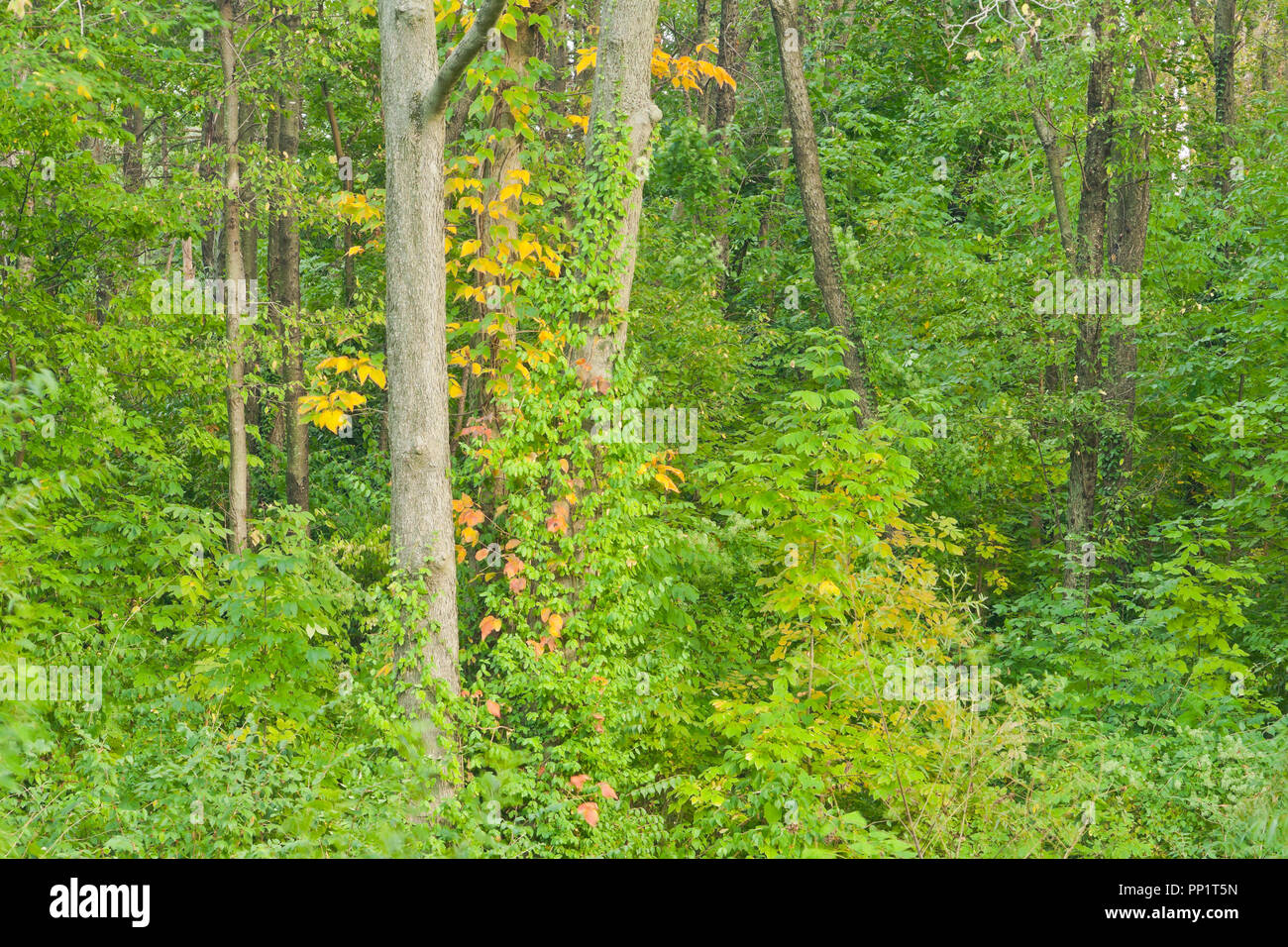 Un pizzico di giallo e rosso Colore di autunno tra il fogliame verde nella foresta a San Louis Forest Park sul pomeriggio ai primi di ottobre. Foto Stock