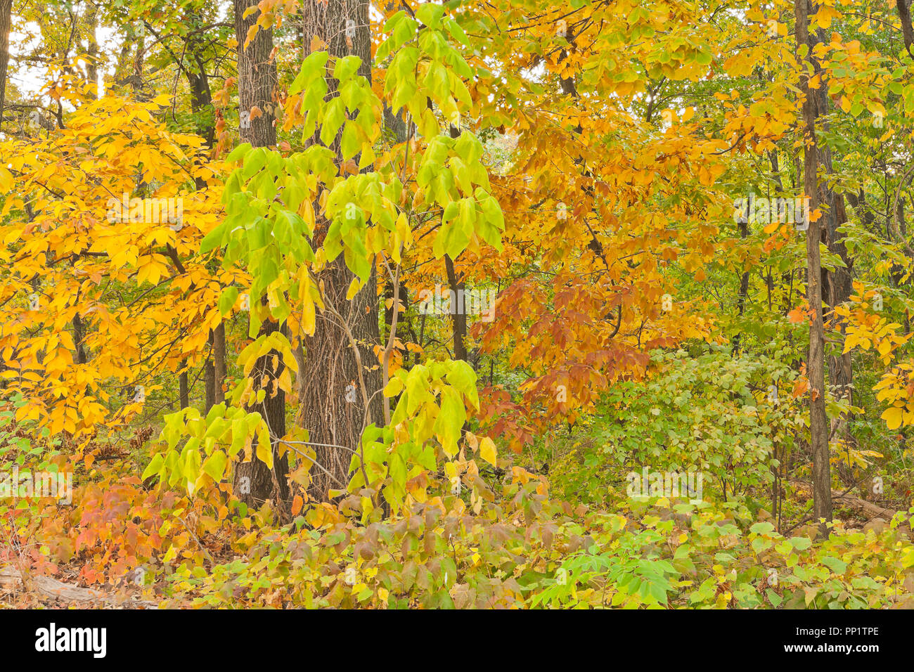 Poison Ivy nel sottobosco ci tiene fuori, ma si può ancora godere della vista. Il fogliame di autunno a San Louis Forest Park in ottobre. Foto Stock