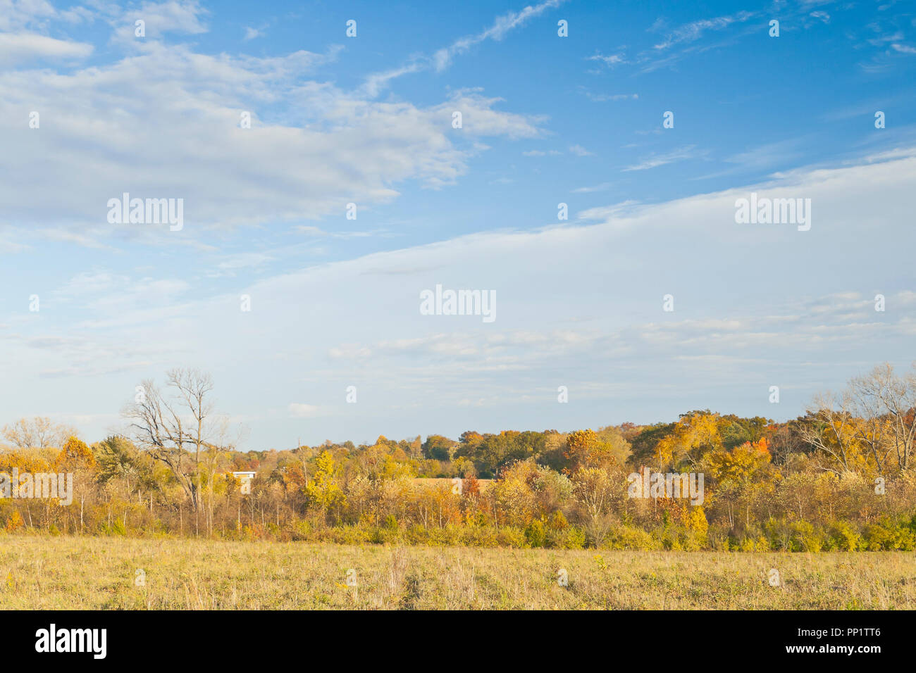 Shiny nuvole sopra gli alberi colorati in autunno fogliame confinanti con la Bellefontaine Area di Conservazione di prateria e nei quartieri a est illuminare Foto Stock