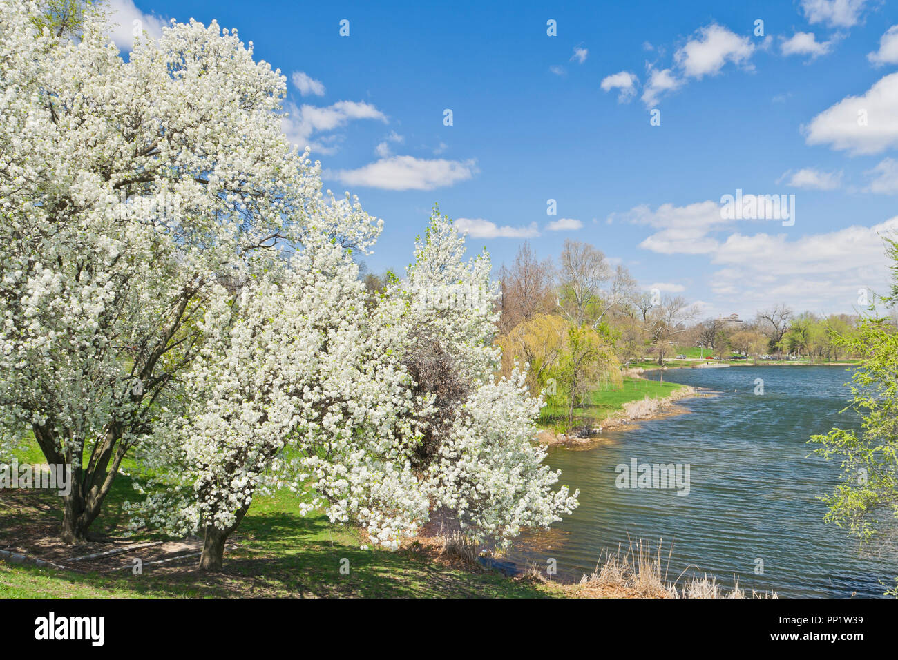 Il bianco dei fiori di peri accanto al lago di Jefferson incandescente sotto il sole a San Louis Forest Park su una giornata di primavera. Foto Stock