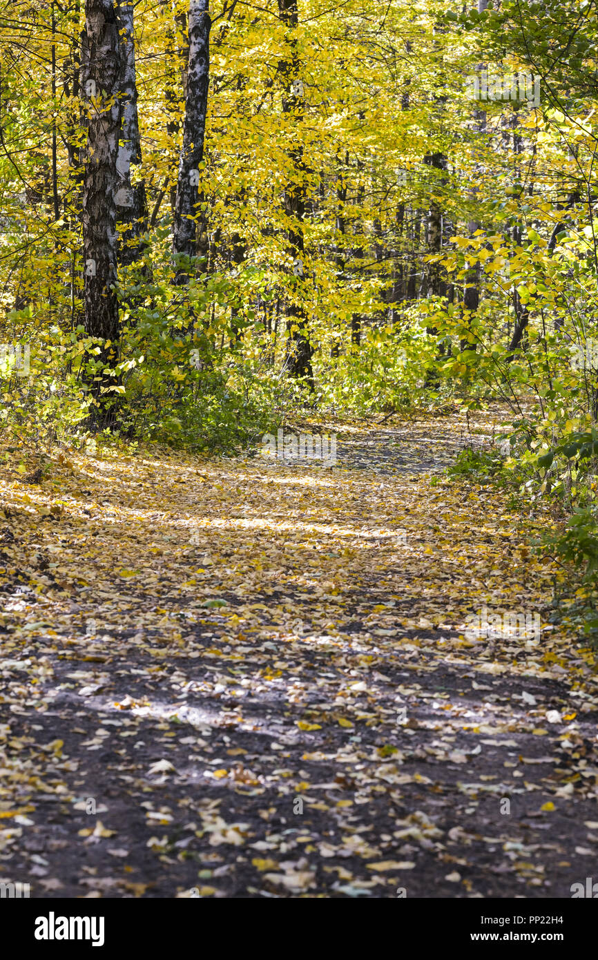 Forest durante la stagione autunnale. alberi con foglie d'oro, caduto foglie gialle sul terreno Foto Stock