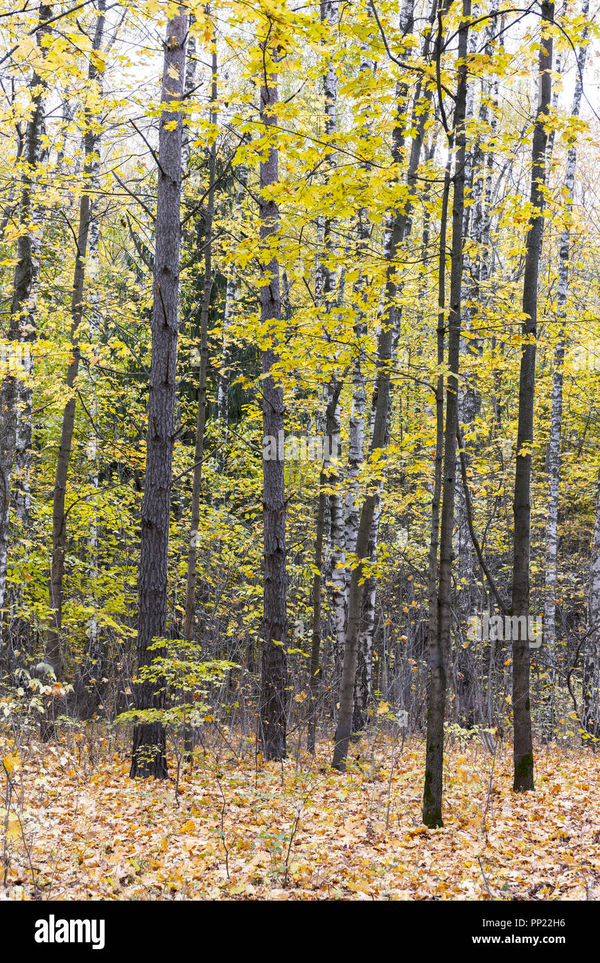 Paesaggio autunnale. foresta di alberi con foglie di colore giallo e caduta foglie Foto Stock