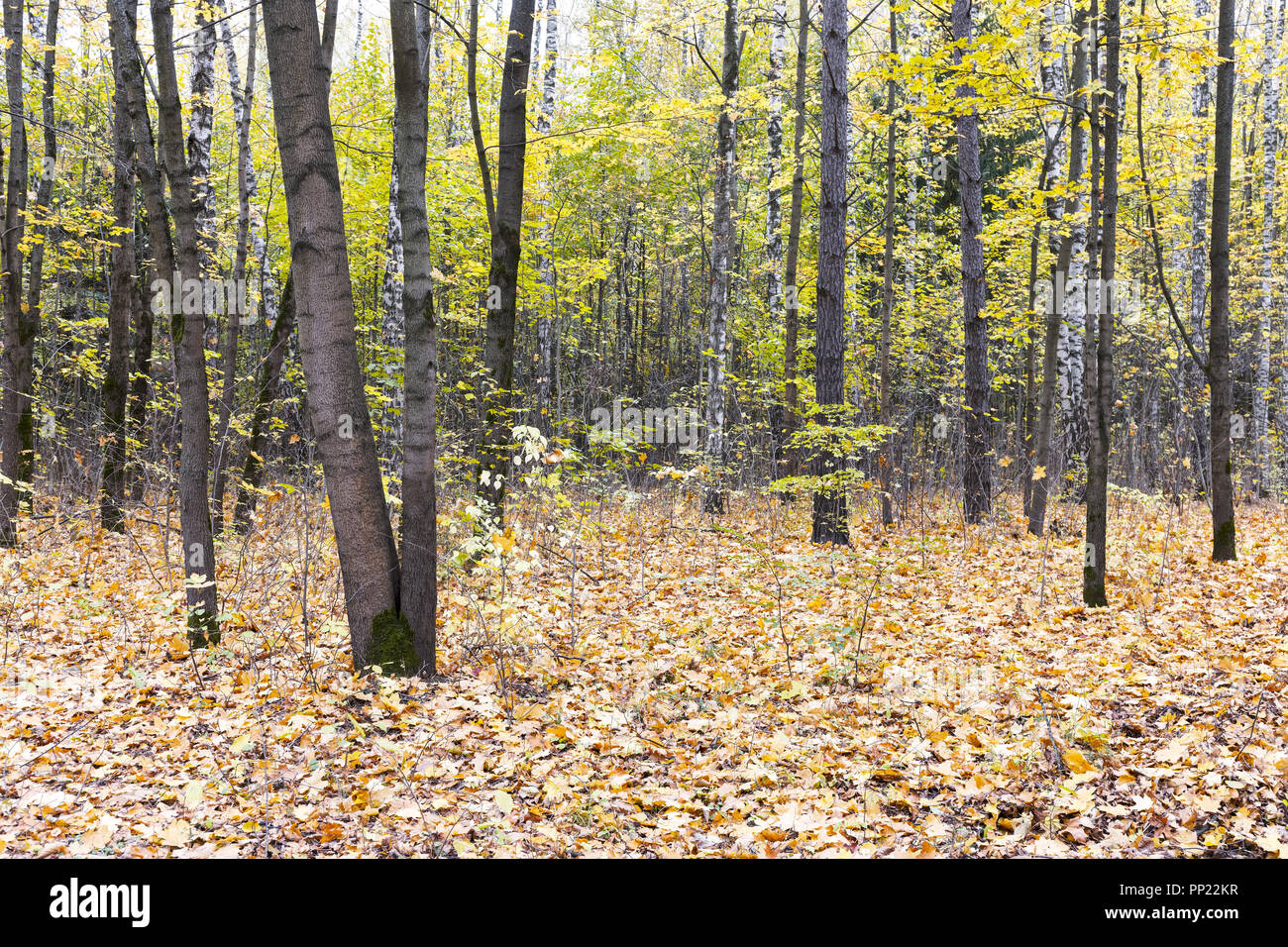 Bosco in autunno. terreno coperta a secco con caduta foglie e alberi con foglie d'oro Foto Stock