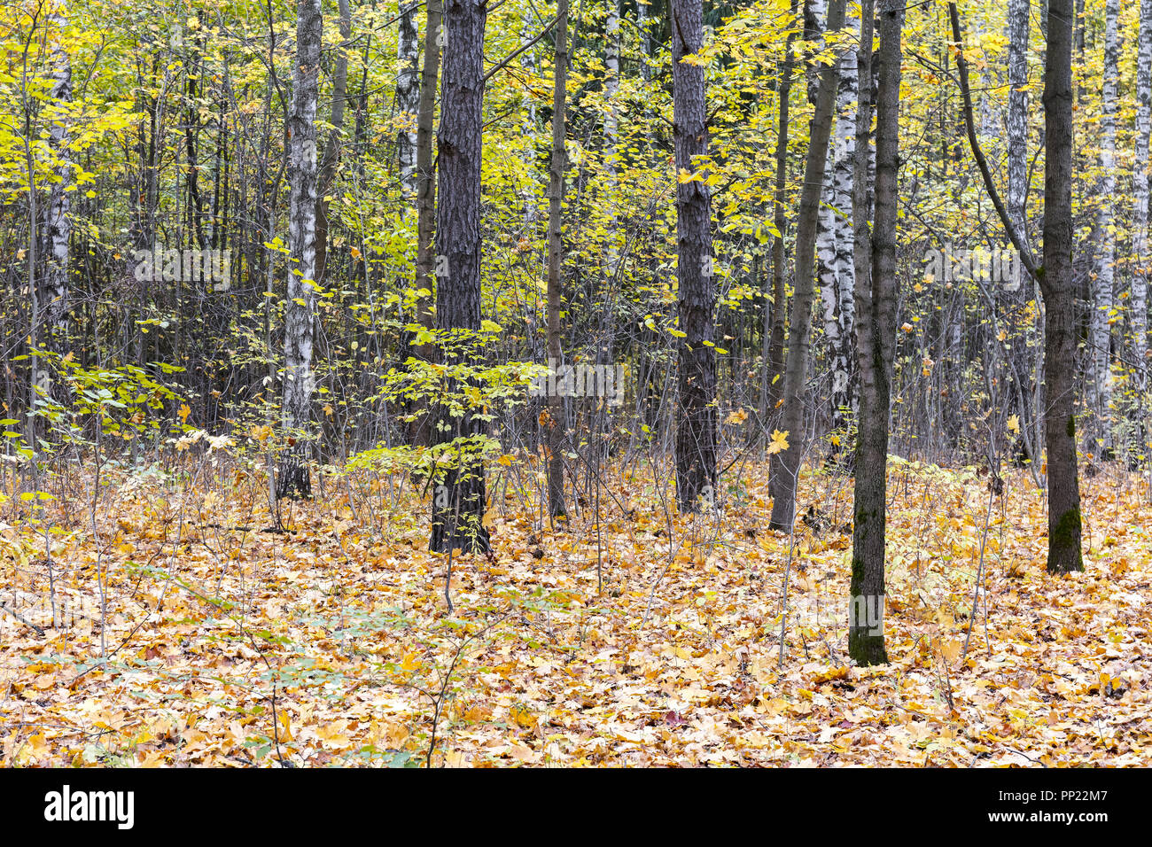Autunno scena di paesaggio. foresta durante la caduta stagione. alberi con foglie di colore giallo Foto Stock