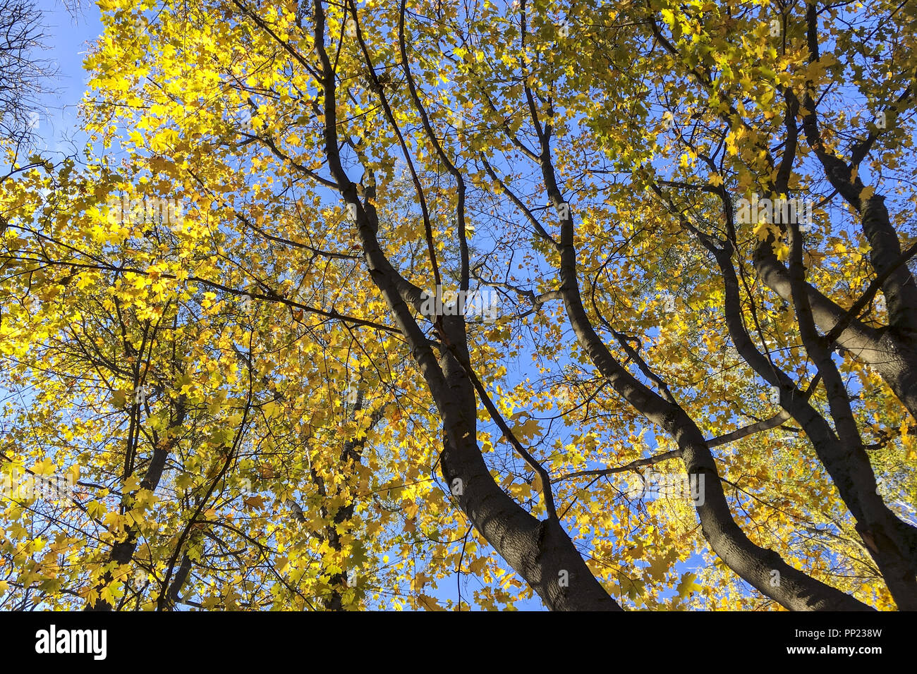 Cime di alberi con foglie di giallo contro il cielo blu sullo sfondo. Parco in autunno Foto Stock