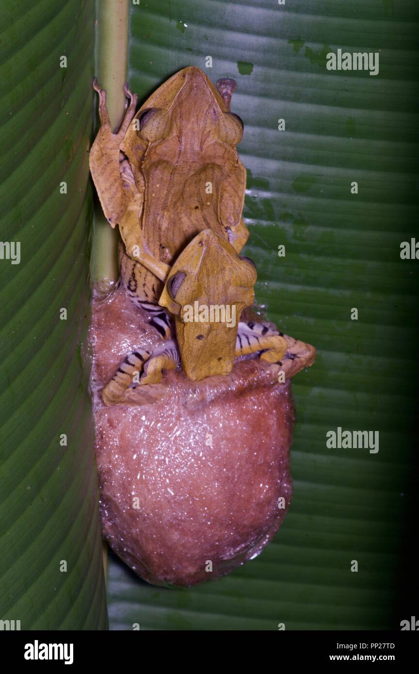 Una coppia di allevamento di file-eared Treefrogs (Polypedates otilophus) recante un nido schiumoso in Danum Valley Conservation Area, Sabah, Malaysia orientale, Borneo Foto Stock