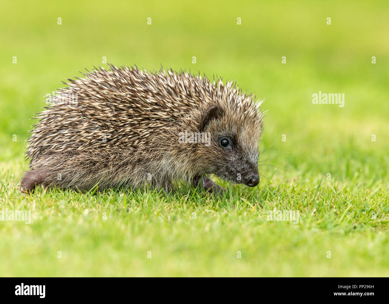 Riccio, giovani, selvatici, nativo, hedgehog europea, rivolto verso destra nel giardino naturale habitat. Nome scientifico: Erinaceus europaeus. Posizione orizzontale Foto Stock