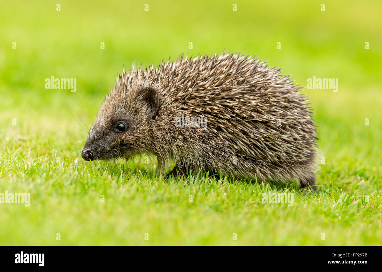 Riccio, giovani, selvatici, nativo, hedgehog europea, rivolto verso destra nel giardino naturale l'impostazione. Nome scientifico: Erinaceus europaeus. Orizzontale. Foto Stock