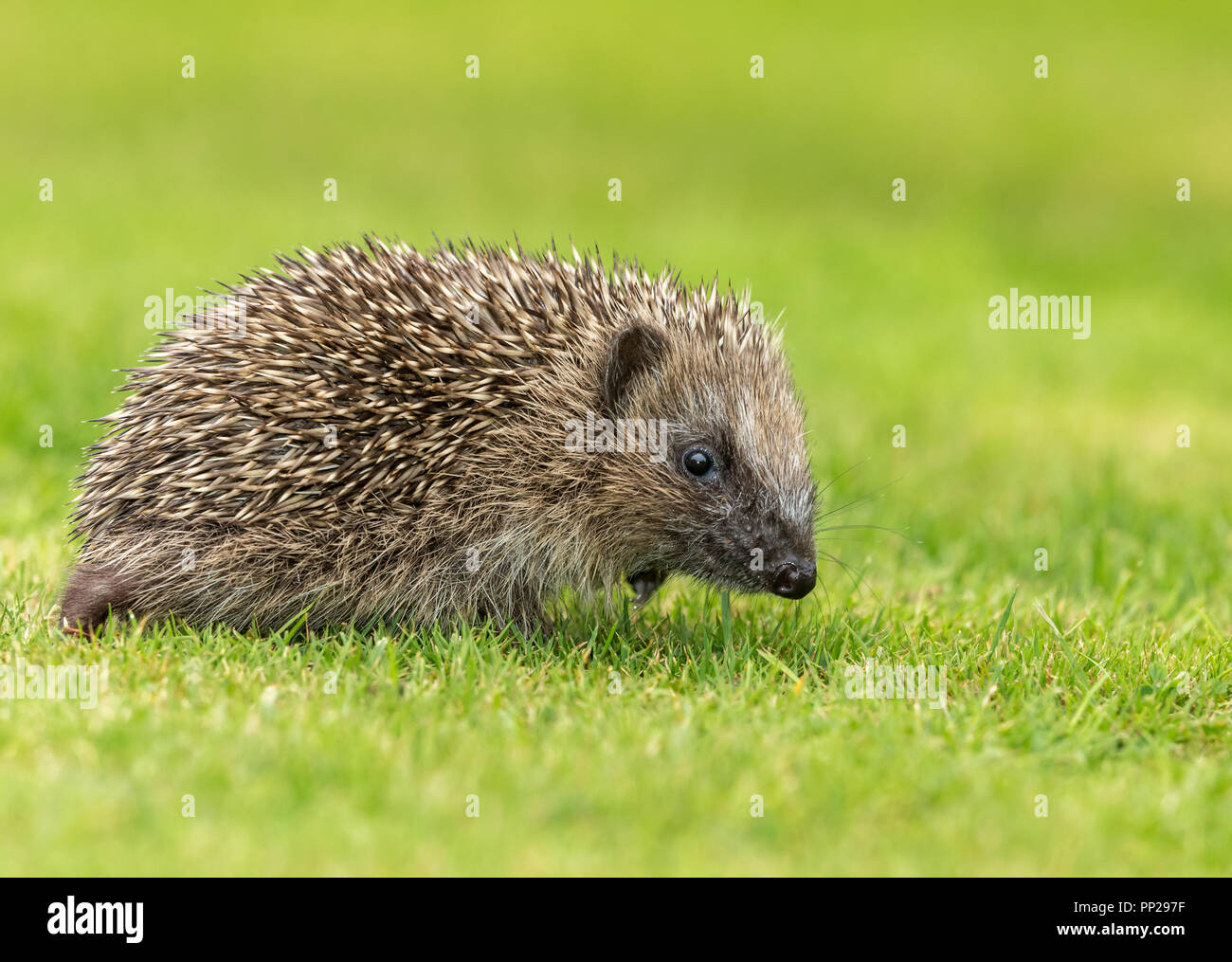 Riccio, giovani, selvatici, nativo, hedgehog europea, rivolto verso destra nel giardino naturale habitat. Nome scientifico: Erinaceus europaeus. Posizione orizzontale Foto Stock