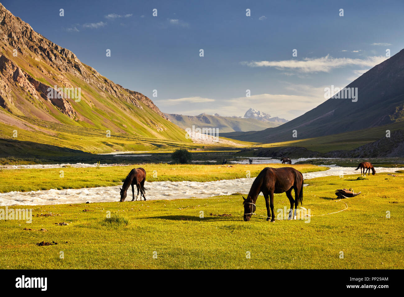 I cavalli in vicino al fiume di Terskey Alatau montagne del Kirghizistan, in Asia centrale Foto Stock