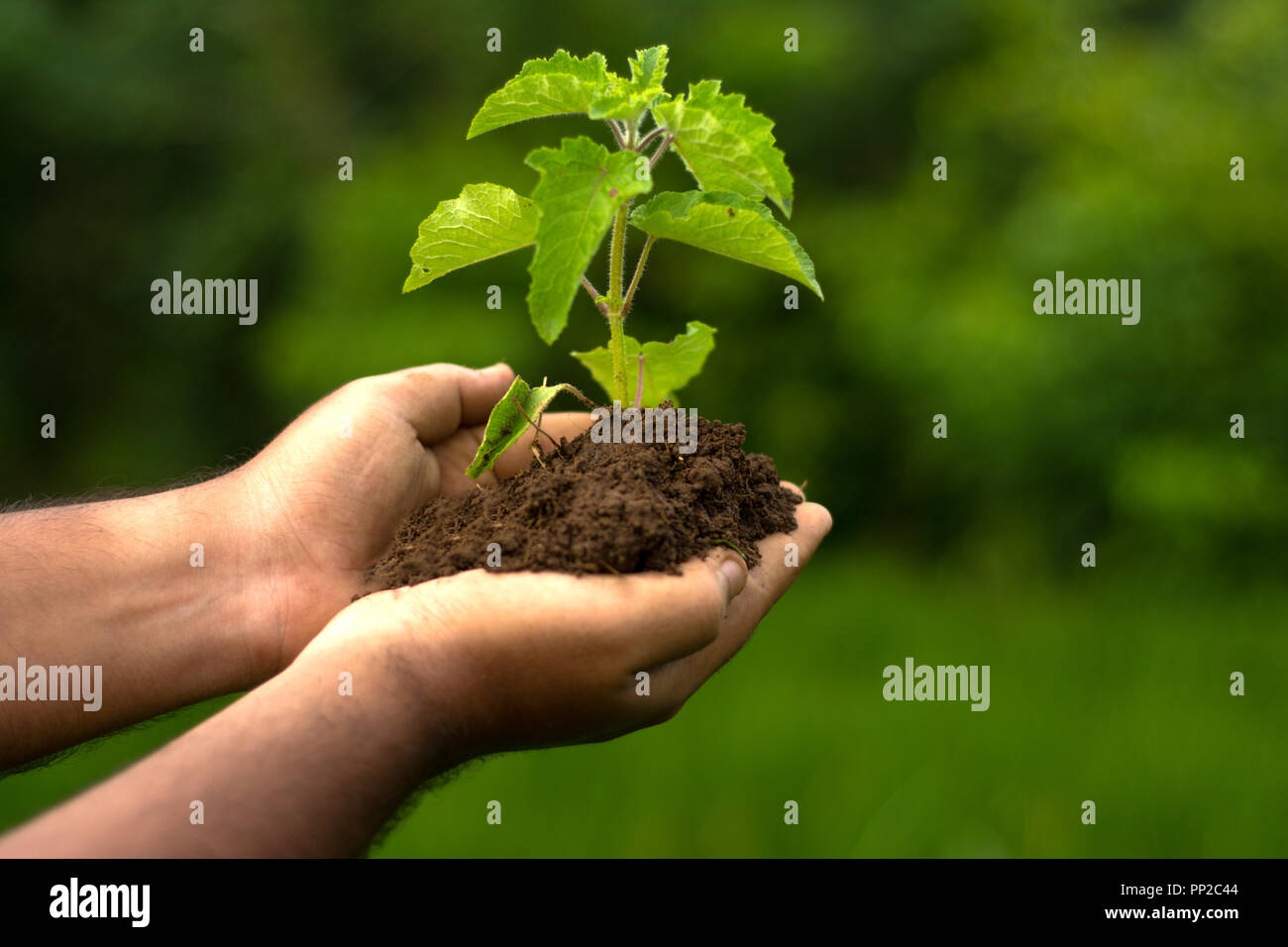 Salvare il concetto di albero, mano con albero, salvare la Terra, Verde sfondo bokeh di fondo Foto Stock