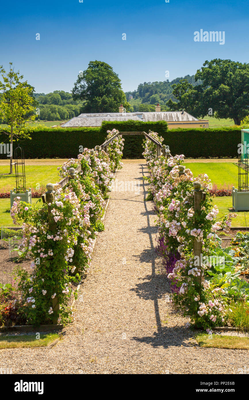 Rose rampicanti sulla pergola dentro il giardino murato a Castle Hill House e giardini,vicino a Filleigh, Devon, Inghilterra, Regno Unito Foto Stock