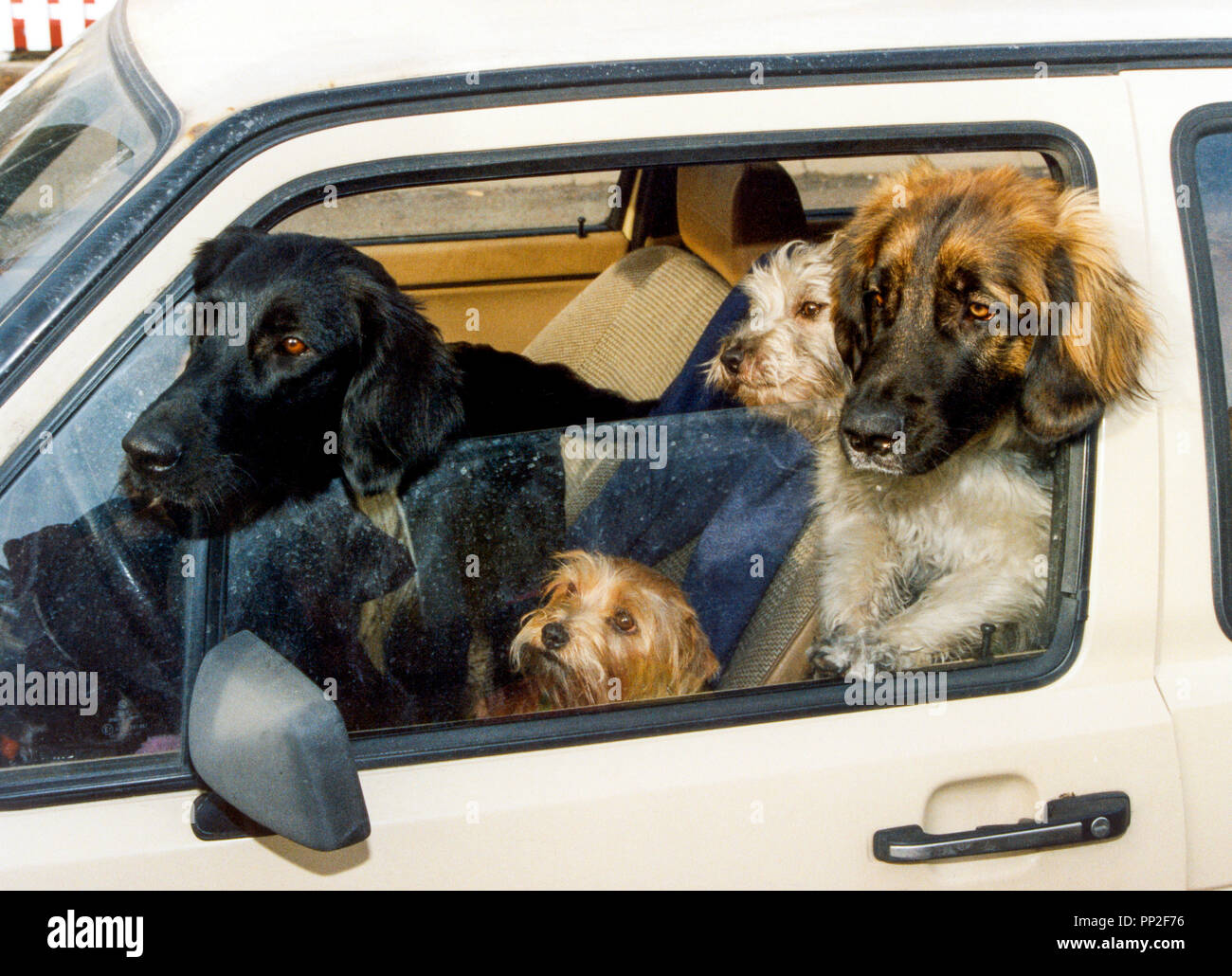 Quattro cani nel sedile anteriore guardando fuori dalla finestra aperta Foto Stock