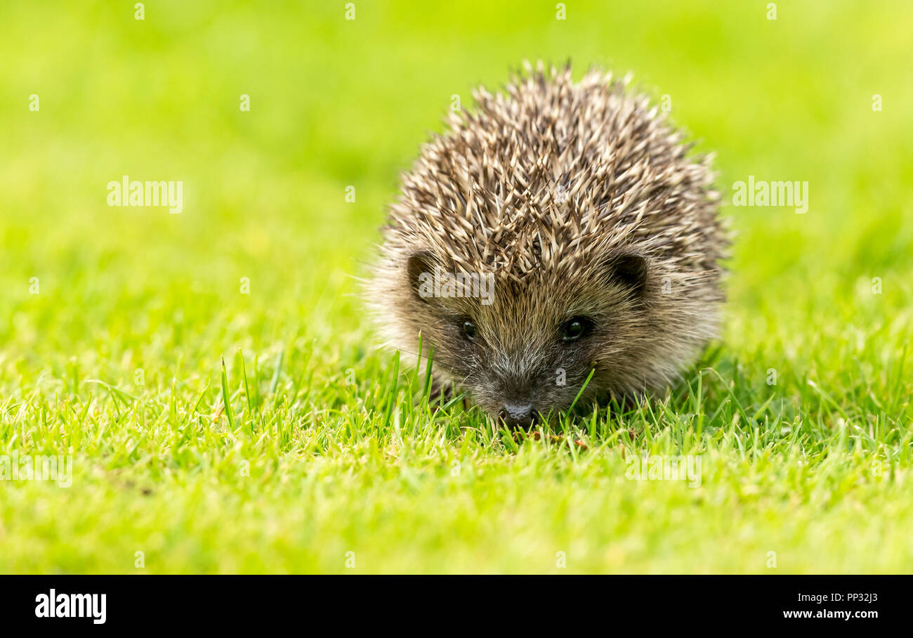 Riccio, giovani, selvatici, nativo, hedgehog europeo rivolto in avanti nel giardino naturale habitat. Nome scientifico: Erinaceus europaeus. Orizzontale. Foto Stock