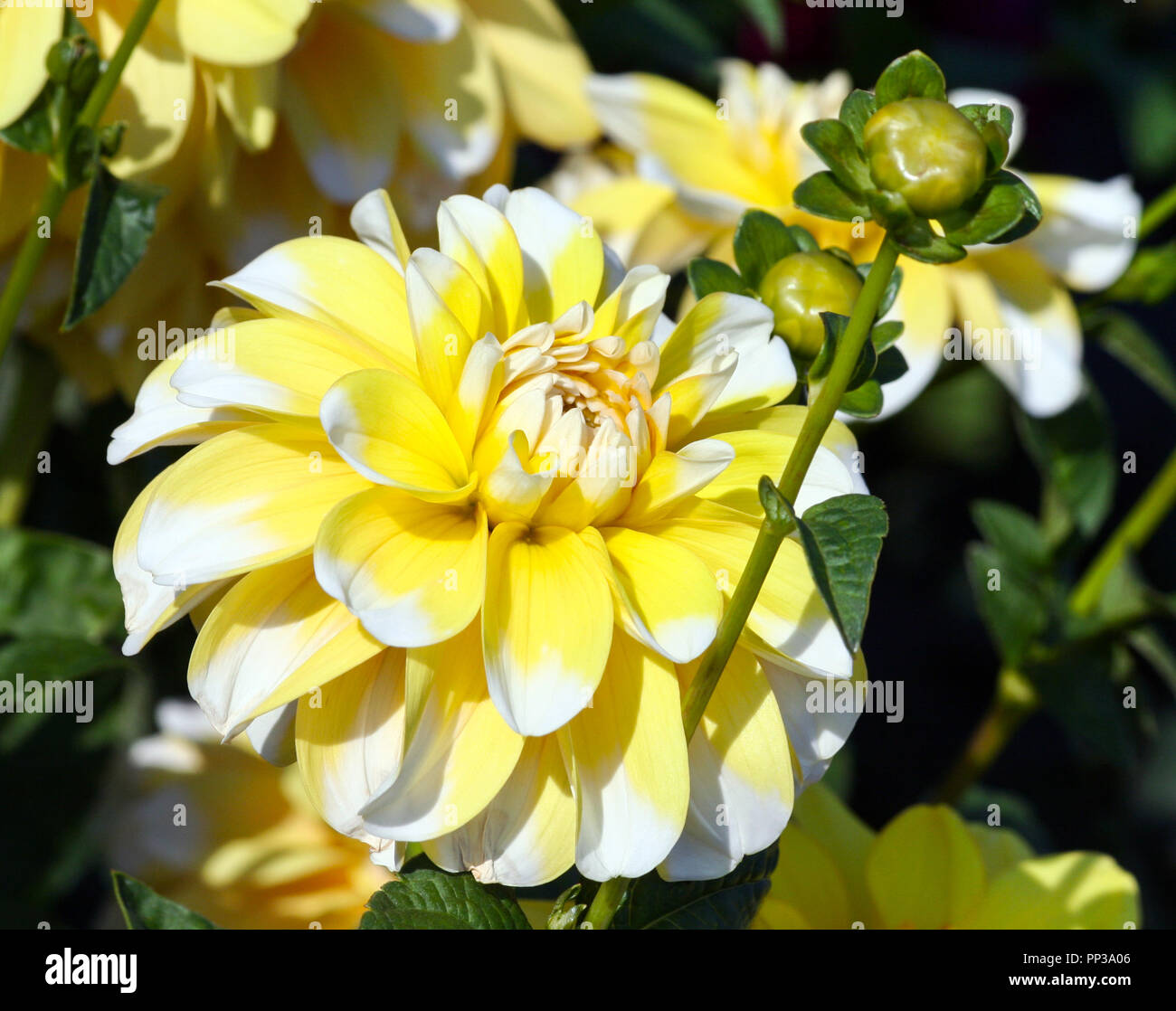 Varietà di crisantemo bahama dalia limone , un fiore in close-up, una grande giallo con petali di colore bianco sulle punte, illuminato dalla luce del sole, Foto Stock