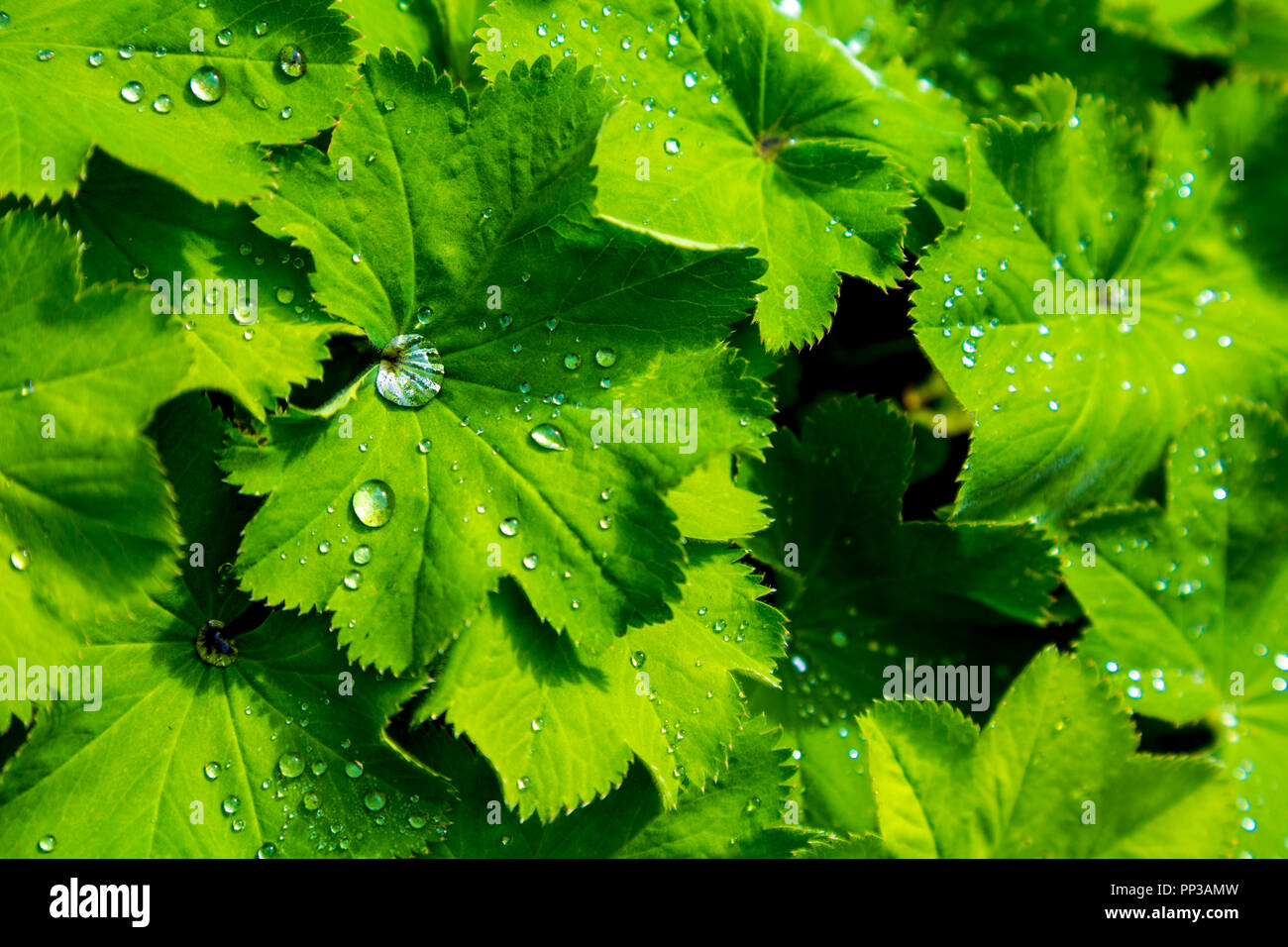 Verde foglie fresche con goccioline di acqua sullo sfondo Foto Stock