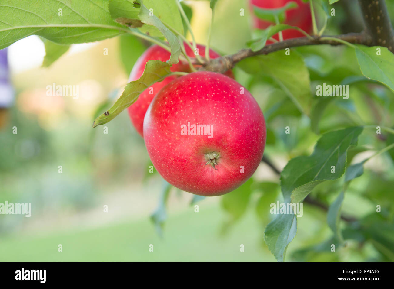 Red apple sul ramo Foto Stock