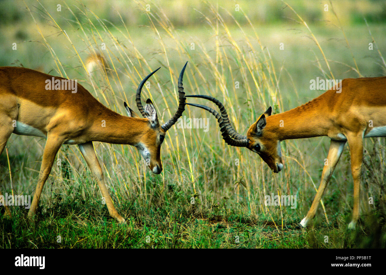 Due maschi, Grant's Gazelle, a colpi di corna, Massai Mara riserva nazionale, Kenya, Africa. Foto Stock