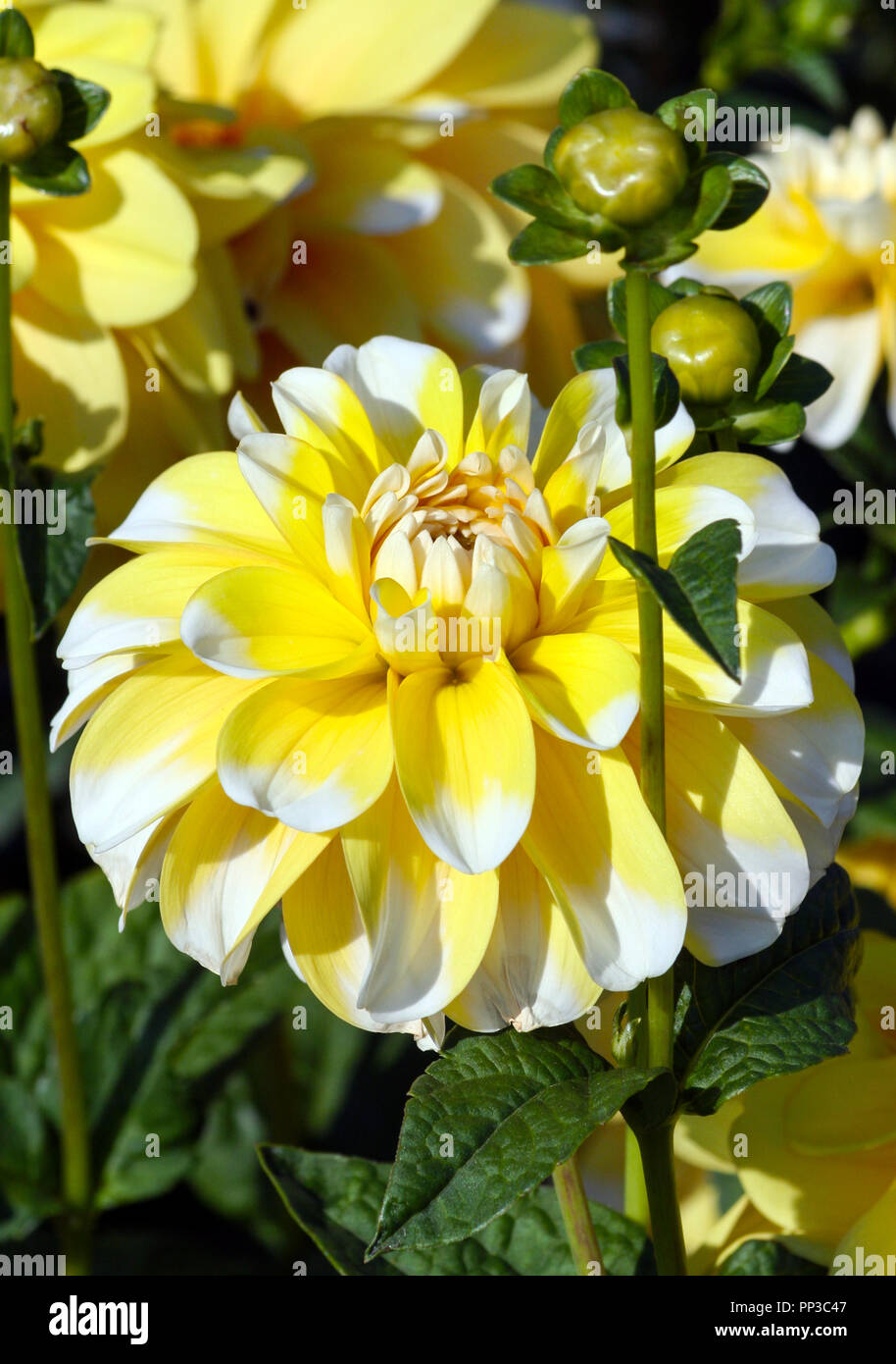 Varietà di crisantemo bahama dalia limone , un fiore in close-up, una grande giallo con petali di colore bianco sulle punte, illuminato dalla luce del sole, Foto Stock