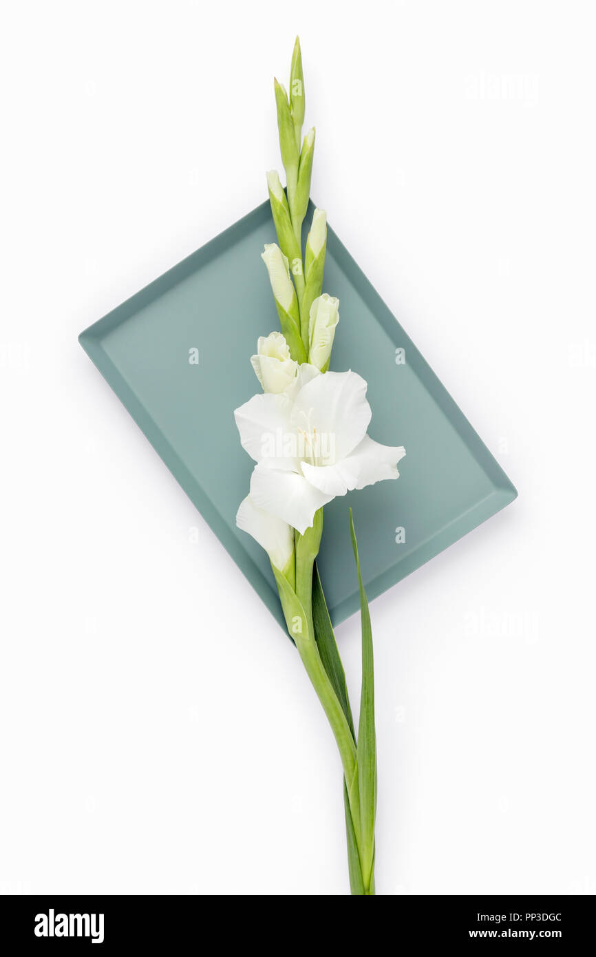 Gladiola bianco isolato su sfondo bianco Foto Stock
